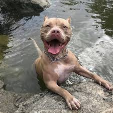 Su Buz Gibi Kuzen Evcillerinmuhabbeti Pitbull Pitbul Kpek Dog Dogslife Petlife Evcilhayvan Pet H Pitbull Dog Puppy Pitbull Dog Cute Dogs Breeds