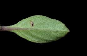 Image result for Dyschoriste radicans