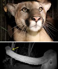 Pumas are playing brilliant behind their brazilian playmakers but chivas suffered a defensive collapse during week 2 play in liga mx. Artenschutz Wie Eine Brucke Die Letzten Pumas Von L A Retten Soll Spektrum Der Wissenschaft