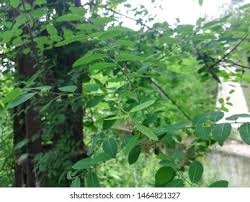 Image result for Phyllanthus tenellus