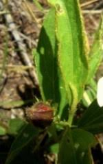 Image result for Hibiscus aethiopicus