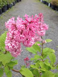Image result for Syringa prestoniae