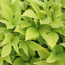 Image result for Ipomoea richardsiae