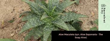Image result for Macledium humilis