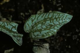 Image result for Manniella