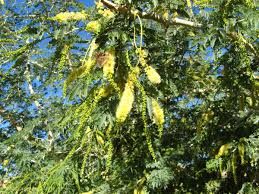 Image result for Faidherbia albida