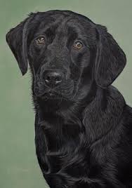 Lucy Swinburne Labrador Retriever Drawing And Illustration Animals