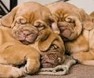The surprising long life of the dog who played Hooch ...