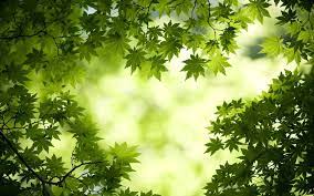 31 Hd Nature Green Wallpaper Basty Wallpaper Nature Wallpaper Hd Nature Wallpapers Free Spring Wallpaper