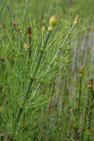 Einjährige sommerblumen bereichern mit ihrer farbenpracht jeden garten und bieten den bienen. Teich Schachtelhalm Equisetum Fluviatile Beschreibung Steckbrief Systematik
