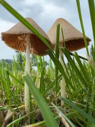 Image result for Conocybe lactea