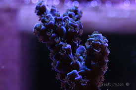 Image result for Acrotome tenuis