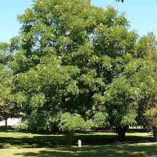 Coarse and picturesque in the winter. Best Trees To Plant For Shade Wachtel Tree Science