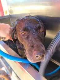 Muddy paws diy dog wash inc. Magic Mist Car Wash 195 W 24th St Yuma Az Car Washes Mapquest