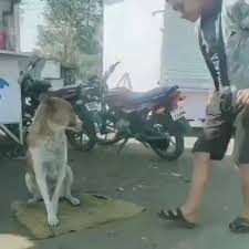 Tumblr In 2020 Animals Dogs