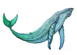 #humpback whales #humpback whale #singing #underwater #sound #animals #marine biology. Humpback Whale Drawing By Nick Gustafson