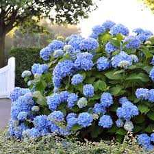 Image result for Hydrangea