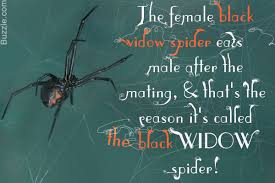 The female black widow spiders have the red marking which resemble the shape of an hourglass on the abdomen. The Black Widow Spider Which Is Considered The Most Venomous Spider In North America Is A Unique And Interesting Black Widow Spider Widow Spider Black Widow