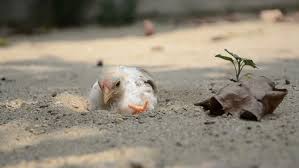 Plain ol' dirty dirt works fine my chickens have a dust bath under their coop, under my dh's bike shed, under the storm cellar and about five other places favored for dustbathing. White Baby Chicken Giving Itself Stock Footage Video 100 Royalty Free 3750224 Shutterstock