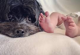 Older dog attacking new puppy? Managing Dog Aggression Toward Babies Three Dogs Training