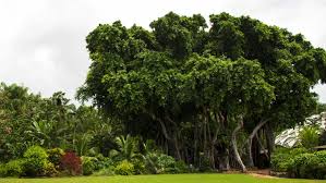 Maybe you would like to learn more about one of these? Banyan Tree Pinecrest Gardens