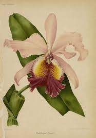 Snhf Cattleya Fabia Orchids Painting Flower Drawing Flower Painting