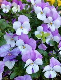 Maybe you would like to learn more about one of these? 20 Best Spring Flowers Popular Flowers To Plant In Spring