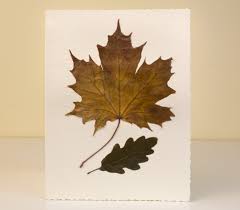 Greeting cards made with pressed flowers are strikingly different. Greeting Cards With Pressed Leaves Maria S Place