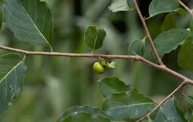 Image result for Diospyros squarrosa