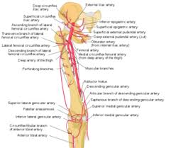 Pelvic & upper thigh anatomy. Femoral Artery Physiopedia
