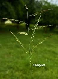 Image result for Eriochloa fatmensis