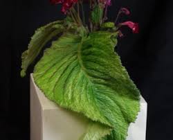 Image result for Streptocarpus umtaliensis