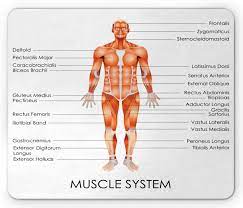 For the textbook, see gray's anatomy. Amazon Com Ambesonne Human Anatomy Mouse Pad Muscle System Diagram Of Man Body Features Biological Elements Heath Image Rectangle Non Slip Rubber Mousepad Standard Size Coral Office Products