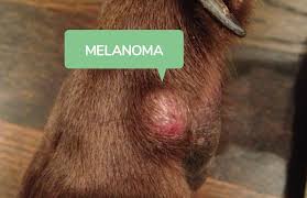 The earlier a skin cancer is diagnosed, the easier it is to treat. Dog Skin Cancer Natural Options That Work Dogs Naturally