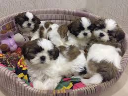 We did not find results for: 70 Male Shih Tzu Dog Names The Paws