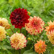 Dahlia flowers for sale cheap. Dahlia Care Hgtv