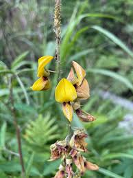 Image result for Crotalaria trichotoma