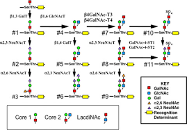 If you want to switch to o2 at a later date, just contact us with your pac code when you're ready to switch. Peptide Specific Transfer Of N Acetylgalactosamine To O Linked Glycans By The Glycosyltransferases B1 4 N Acetylgalactosaminyl Transferase 3 B4galnac T3 And B4galnac T4 Journal Of Biological Chemistry