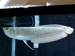 Silver Arwana Fish Rs 1500 No Sea World Aquarium Id 19500170597