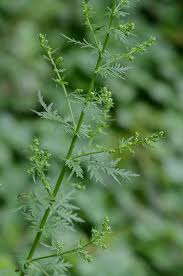 Image result for Artemisia sp.no.1