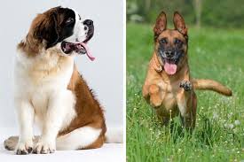 Our staff treats you like family and each pet like our own. Belgian Malinois St Bernard Mix A Protection Dog With Heart And Courage Anything German Shepherd