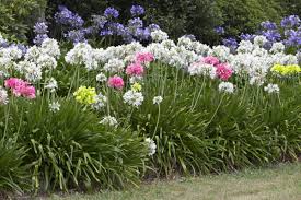 We did not find results for: Poll Agapanthus Pretty Flower Or Ugly Weed Neighbourly Orewa Orewa
