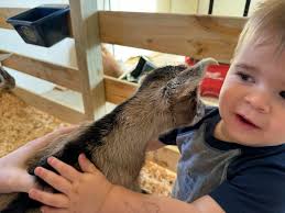 Are there other dairy goat owners in the area?