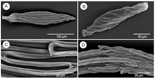 Image result for Solenangis conica