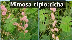 Image result for Mimosa diplotricha
