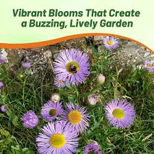 Image result for Asparagus petersianus