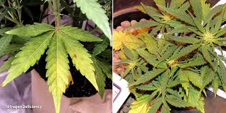 Everything you need to know is right here! A Visual Guide To Cannabis Deficiencies Dutch Passion