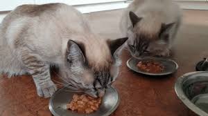 Of all spider species, only a few of them have fangs. Can Cats Eat Beans Facts You Should Know Animals Cell