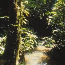 Image result for Ancistrorhynchus ovatus