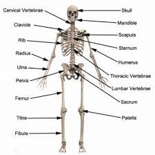 Groups of organ systems work together to make co. Bones Of The Human Body Anatomy Physioadvisor